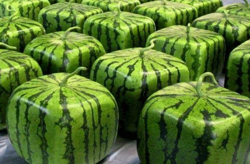 全网最新吃瓜资讯,最新吃瓜资讯大盘点，揭秘娱乐圈幕后真相！