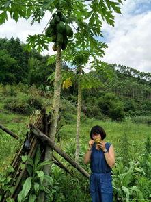 在树下吃瓜视频,夏日休闲新风尚
