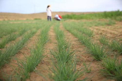 三农吃瓜图片,三农生活趣味瞬间