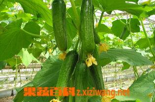 三岁吃小乳瓜,开启味蕾新体验