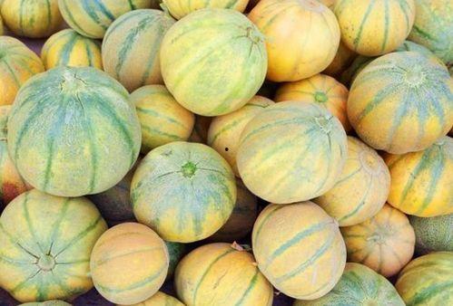 摘8月瓜和吃8月瓜,品味8月瓜果的甘甜与美好