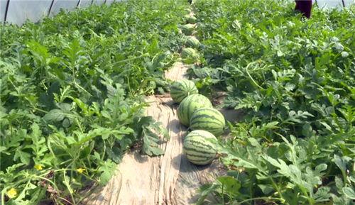 最近长垣吃瓜事件