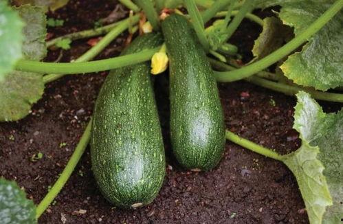 秋天吃那三瓜,三瓜养生，润燥养颜