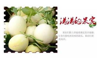 宝典吃瓜,揭秘娱乐圈幕后真相与趣味故事