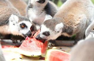 动物吃瓜全集,趣味横生的食趣之旅