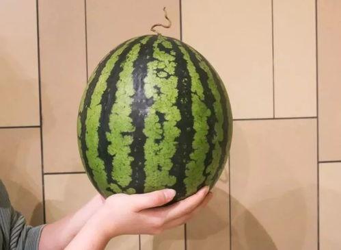 吃瓜图片做壁纸,吃瓜图片壁纸，捕捉夏日清凉瞬间