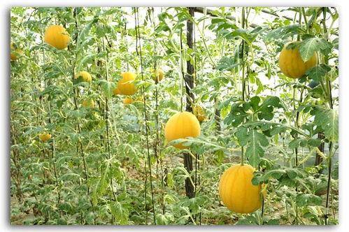 潮州百花台吃瓜