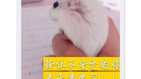 老鼠吃的水晶瓜