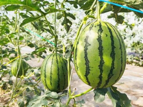 吃瓜甜综,揭秘吃瓜甜综背后的趣味与温情