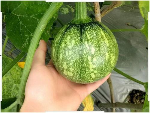 上海major吃瓜总结,吃瓜群众视角下的电竞盛宴