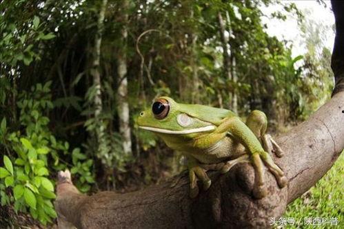 岁月无声吃瓜蛙,探寻时光流转中的欢乐记忆