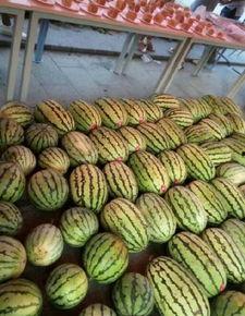 成都大学吃瓜事件,校园风波背后的真相探寻