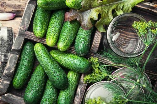 生长期吃瓜,探寻不同生长期瓜果的独特风味