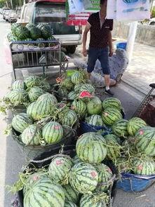 灵石吃瓜事件视频大全,视频大全揭秘惊人真相