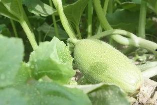 吃蜜瓜季节,甜蜜来袭，尽享清凉时光