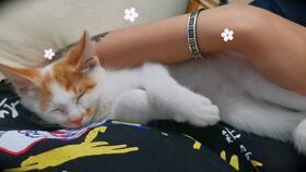 猫可以吃网纹蜜瓜吗,网纹蜜瓜对猫咪的影响与适宜性