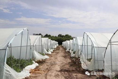 临夏最新吃瓜事件,真相竟如此反转！