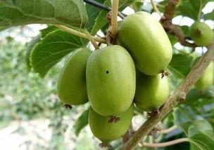 辽宁工程吃瓜,揭秘吃瓜背后的故事与真相